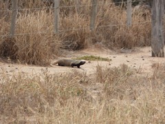 Galictis cuja