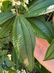 Miconia laevigata
