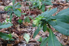 Euphorbia amygdaloides