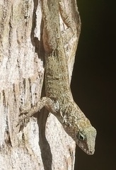 Anolis oculatus winstonorum