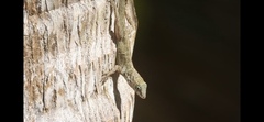 Anolis oculatus winstonorum