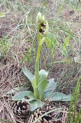 Ophrys sphegodes massiliensis