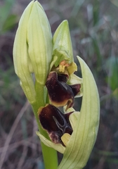 Ophrys sphegodes massiliensis