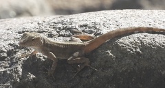 Anolis cristatellus cristatellus