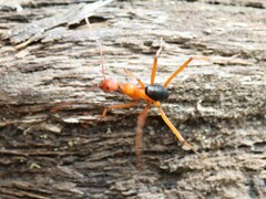 Leptomyrmex nigriventris