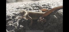 Anolis cristatellus cristatellus
