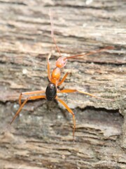 Leptomyrmex nigriventris