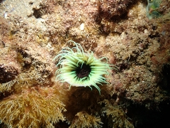 Cerianthus membranaceus