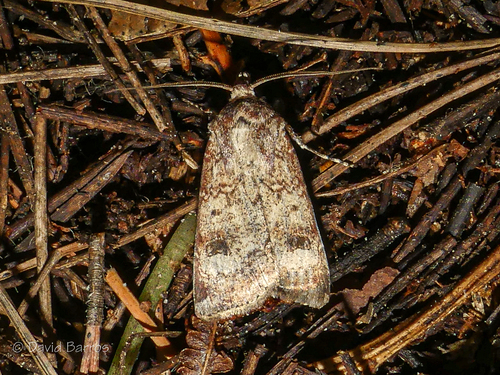 Crescent Dart