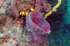 Hemiasterella vasiformis