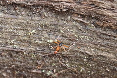 Leptomyrmex nigriventris