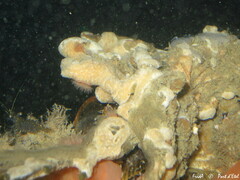 Aplidium glabrum