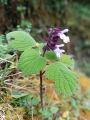 Salvia carnea