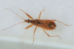 Nabis rufusculus