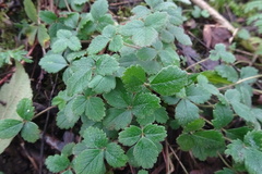 Potentilla sterilis