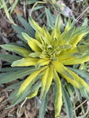 Boechera californica