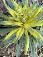 Boechera californica