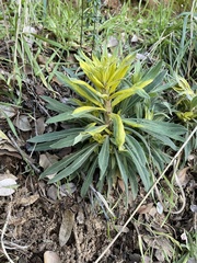 Boechera californica