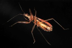 Nabis rufusculus