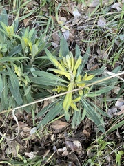 Boechera californica