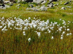 Eriophorum scheuchzeri
