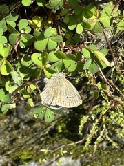 Pseudozizeeria maha okinawana