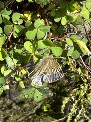 Pseudozizeeria maha okinawana
