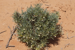 Scaevola collaris