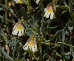Scaevola collaris