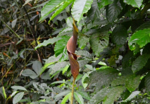 Image of Wight's Twisted Arum by (c) renjus box, some rights reserved (CC BY)