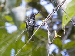 Chrysuronia oenone