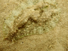 Dolabrifera brazieri