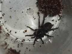 Seqocrypta