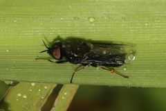 Odontomyia tigrina