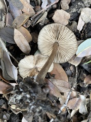 Nolanea
