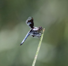Palpopleura portia