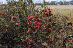 Melaleuca fulgens