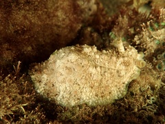 Dolabrifera brazieri