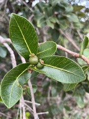 Psidium laruotteanum