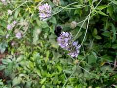 Bombus terrestris canariensis