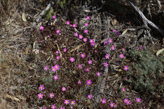 Calandrinia polyandra