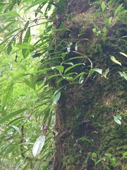Hydrangea viburnoides