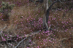Calandrinia polyandra