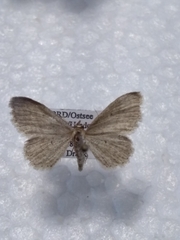 Idaea sylvestraria
