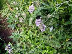 Bombus terrestris canariensis
