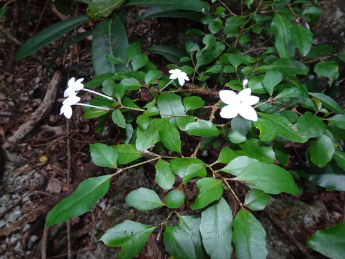 Pseuderanthemum repandum observed 2022-11-19