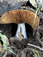 Cortinarius ohlone