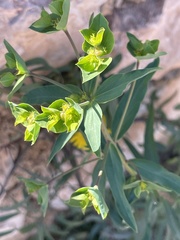 Euphorbia serrata