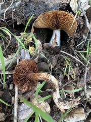 Cortinarius ohlone
