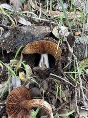 Cortinarius ohlone